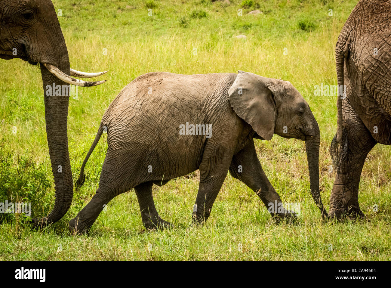 Randonnée de bébé éléphant (Loxodonta africana) entre adultes dans l'herbe, Camp de safari des années 1920 de Cottar, Réserve nationale de Maasai Mara; Kenya Banque D'Images