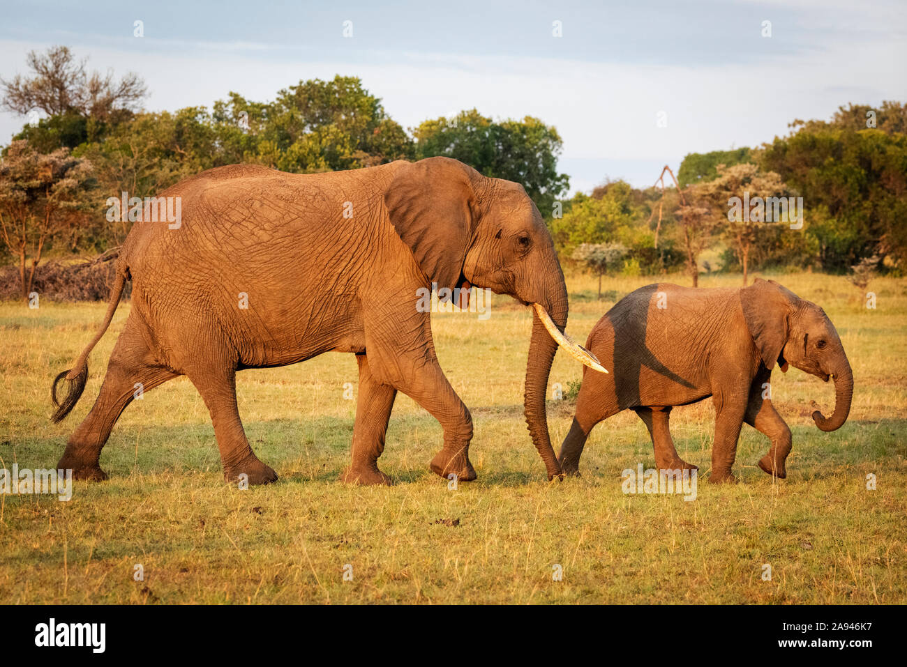 L'éléphant et le veau du Bush africain (Loxodonta africana) traversent la savane, camp de safari des années 1920 de Cottar, réserve nationale de Maasai Mara, Kenya Banque D'Images