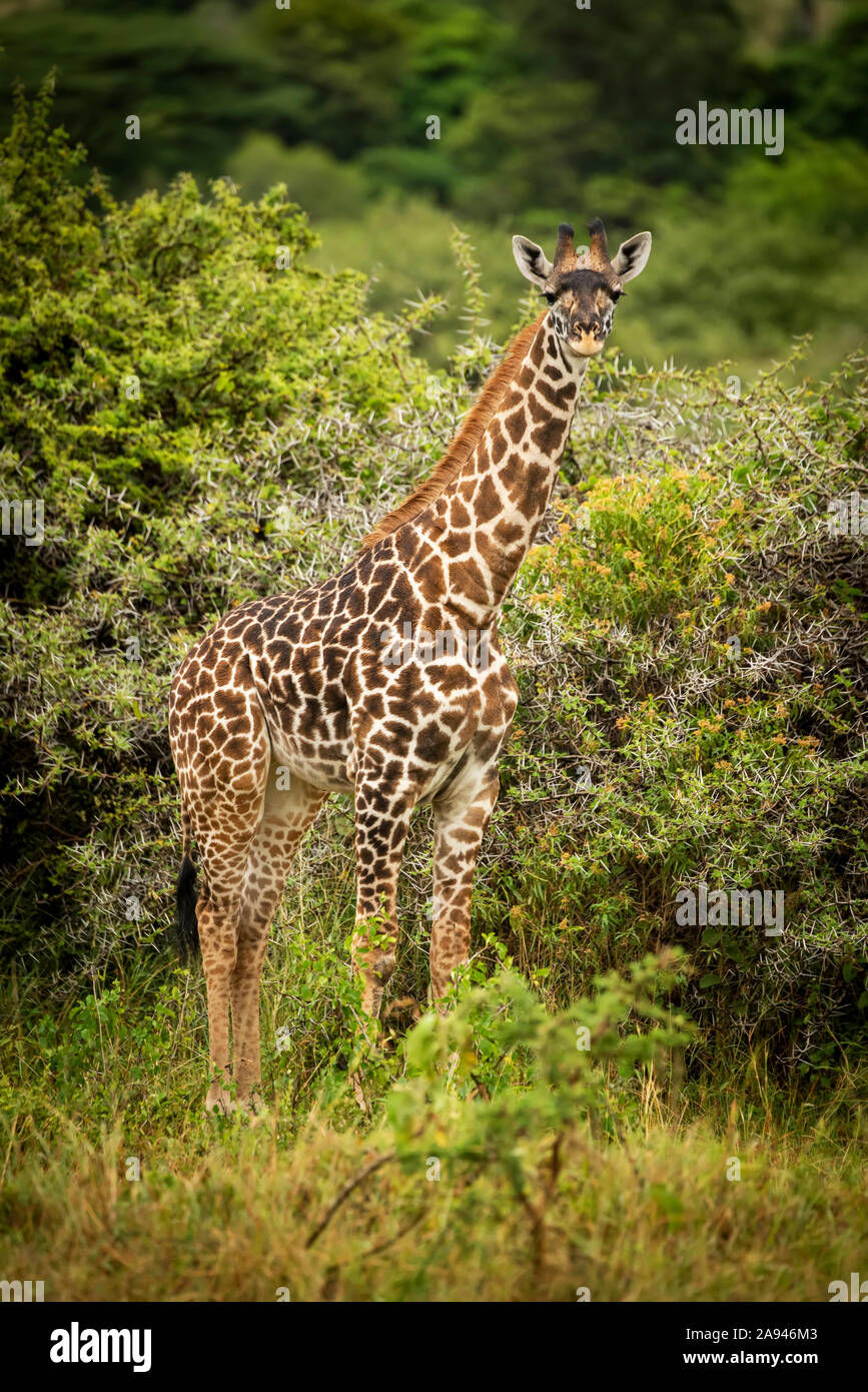 La girafe de bébé Masai (Giraffa camelopardalis tippelskirchii,) est orientée vers la caméra, le camp de safari des années 1920 de Cottar, réserve nationale de Maasai Mara Banque D'Images