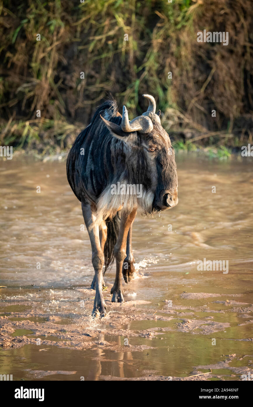 Le flétrissement bleu (Connochaetes taurinus) traverse la tête de rotation de la rivière peu profonde, camp de safari des années 1920 de Cottar, réserve nationale de Maasai Mara; Kenya Banque D'Images