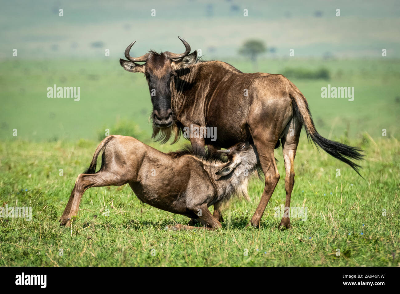 Le flétrissement bleu (Connochaetes taurinus) les infirmières de veau sur la savane ensoleillée, camp de safari des années 1920 de Cottar, réserve nationale de Maasai Mara; Kenya Banque D'Images