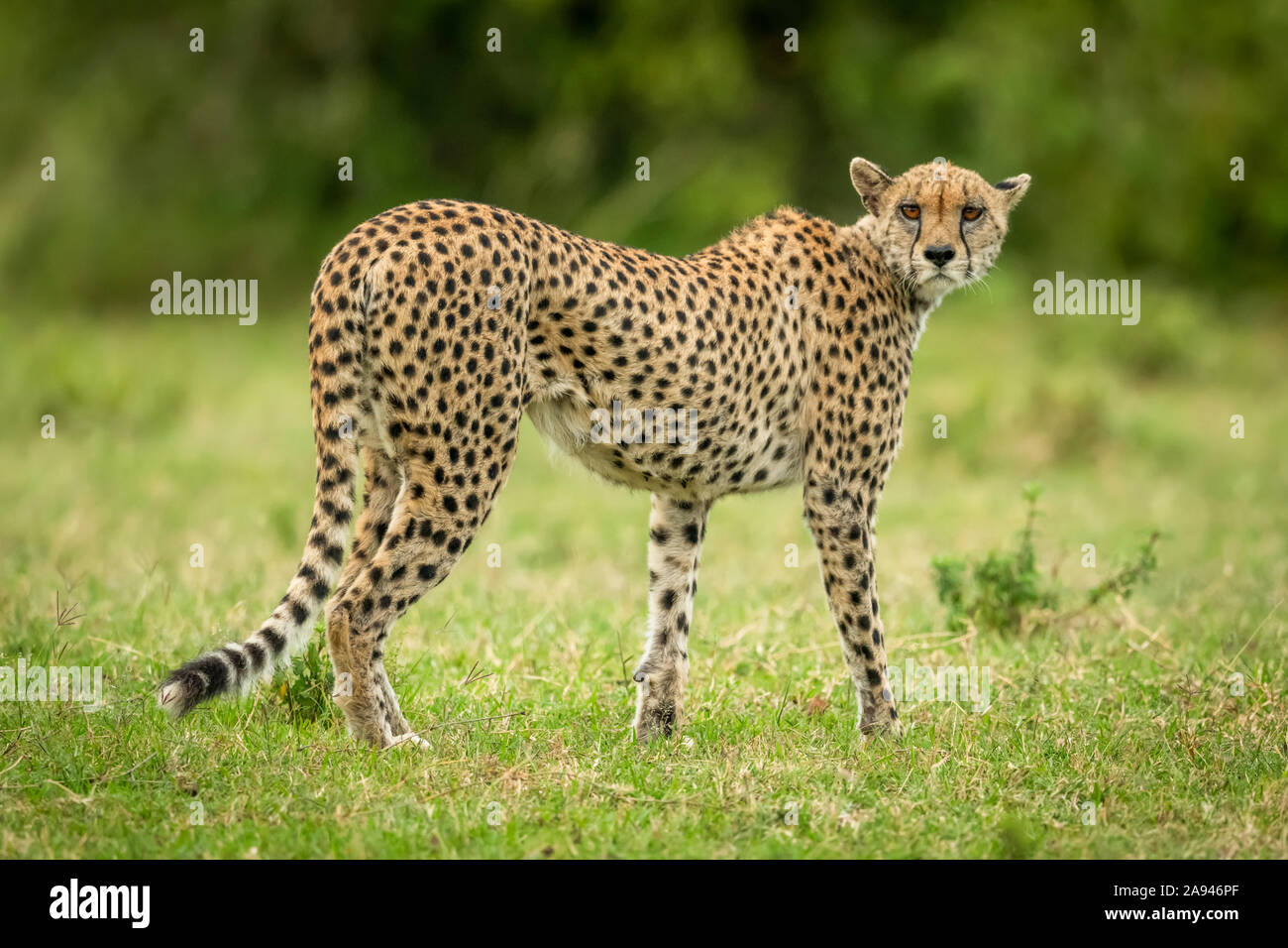 Cheetah (Acinonyx jubatus) traverse l'herbe en regardant de nouveau vers l'appareil photo, le camp de safari des années 1920 de Cottar, réserve nationale de Maasai Mara, Kenya Banque D'Images