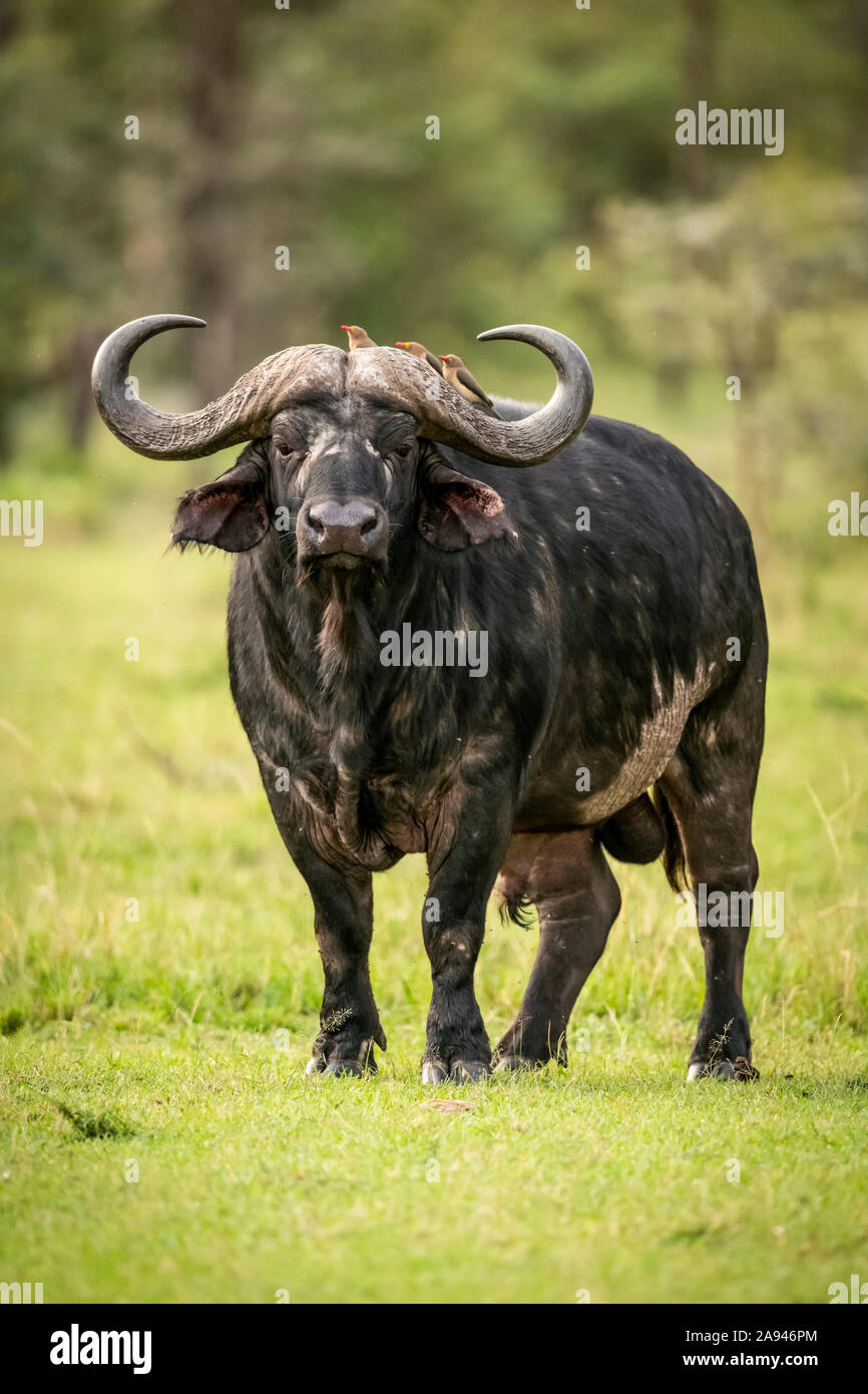 Cape Buffalo (Syncerus caffe) se dresse face à une caméra avec des boeufs à bec jaune (Buphagus africanus), le camp de safari des années 1920 de Cottar, Maasai Mara Natio... Banque D'Images