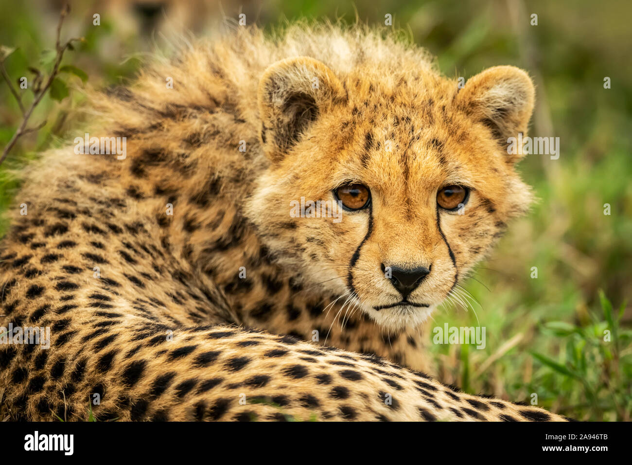Gros plan de cheetah cub (Acinonyx jubatus) couché avec attention, camp de safari des années 1920 de Cottar, réserve nationale de Maasai Mara, Kenya Banque D'Images