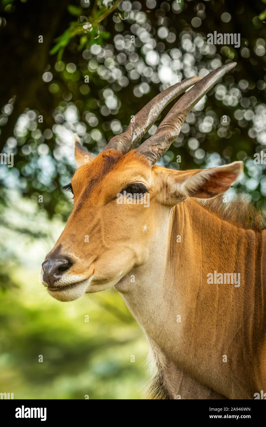 Gros plan de la face et des épaules de la terre commune (Connochaetes taurinus), camp de safari des années 1920 de Cottar, réserve nationale de Maasai Mara, Kenya Banque D'Images
