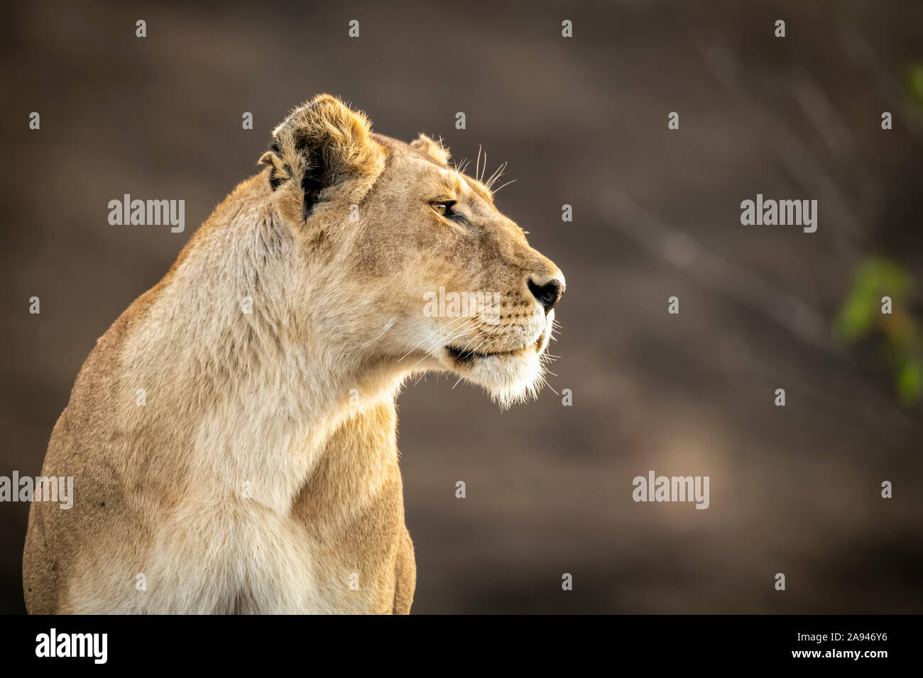Gros plan de la lioness (Panthera leo) assis avec un fond flou, Camp de safari des années 1920 de Cottar, Réserve nationale de Maasai Mara; Kenya Banque D'Images