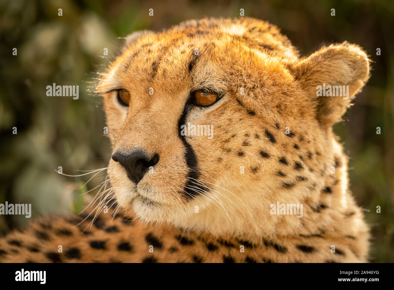 Gros plan de la guépard femelle (Acinonyx jubatus) qui se trouve à l'arrière, dans le camp de safari des années 1920 de Cottar, dans la réserve nationale de Maasai Mara, au Kenya Banque D'Images