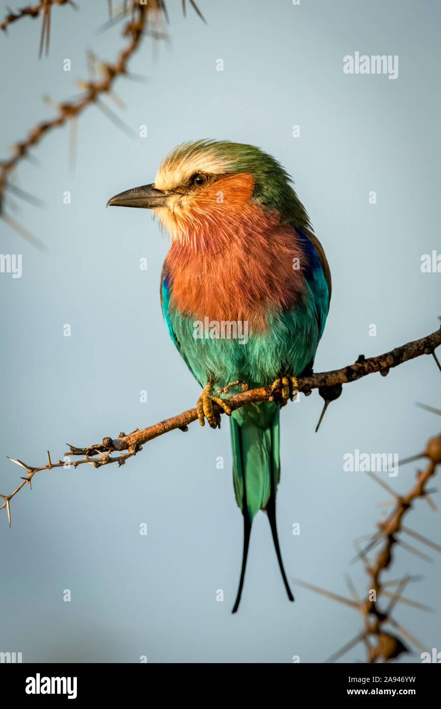 Le rouleau lilas-breasted (Coracias caudatus Linnaeus) sur le sifflement de l'épine semble gauche, Cottar's 1920 Safari Camp, Réserve nationale de Maasai Mara; Kenya Banque D'Images