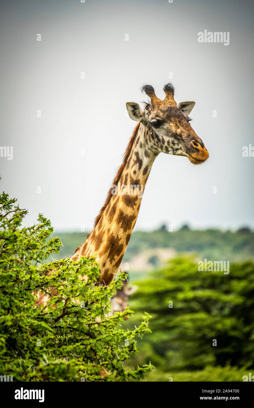 Masai girafe (Giraffa camelopardalis tippelskirchii) les pokes se dirigent au-dessus de la brousse verdoyante, camp de safari des années 1920 de Cottar, réserve nationale de Maasai Mara ; Kenya Banque D'Images