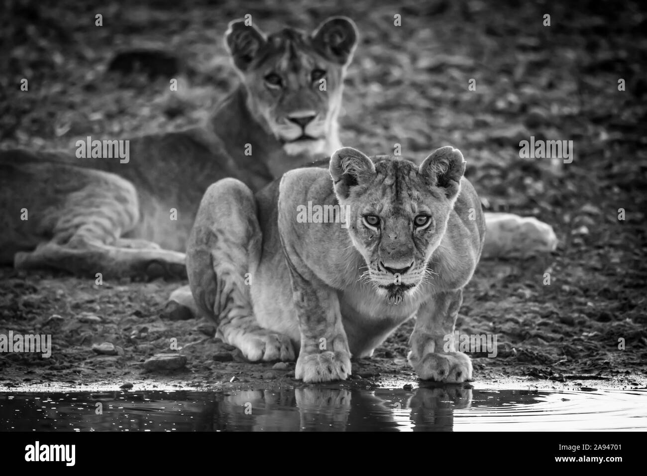 La lioness monochrome (Panthera leo) se trouve en regardant de l'eau, Grumeti Serengeti Tengeti Camp Tented, Parc national de Serengeti; Tanzanie Banque D'Images