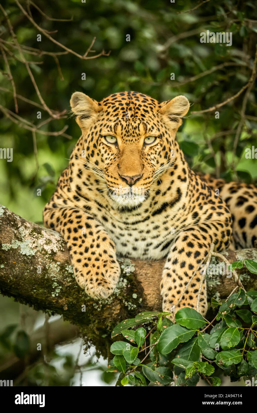 Gros plan du léopard (Panthera pardus) face à la caméra sur l'embranchement, camp de safari des années 1920 de Cottar, réserve nationale de Maasai Mara, Kenya Banque D'Images