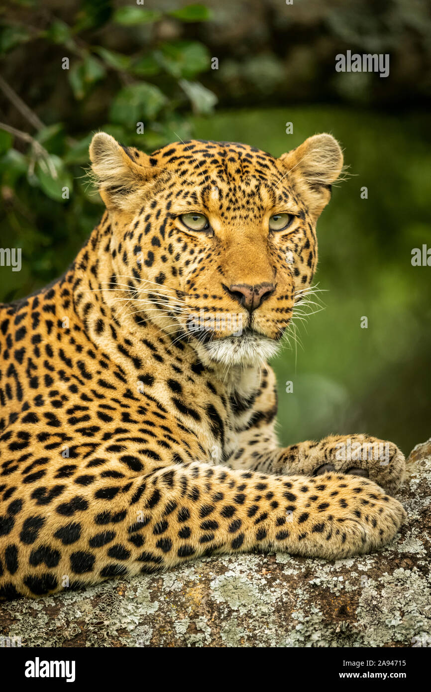 Gros plan du léopard (Panthera pardus) sur la branche faisant face à droite, camp de safari des années 1920 de Cottar, réserve nationale de Maasai Mara, Kenya Banque D'Images