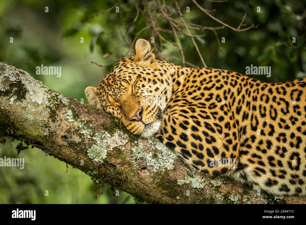 Gros plan du léopard (Panthera pardus) endormi sur une branche couverte de lichen, camp de safari des années 1920 de Cottar, réserve nationale de Maasai Mara, Kenya Banque D'Images