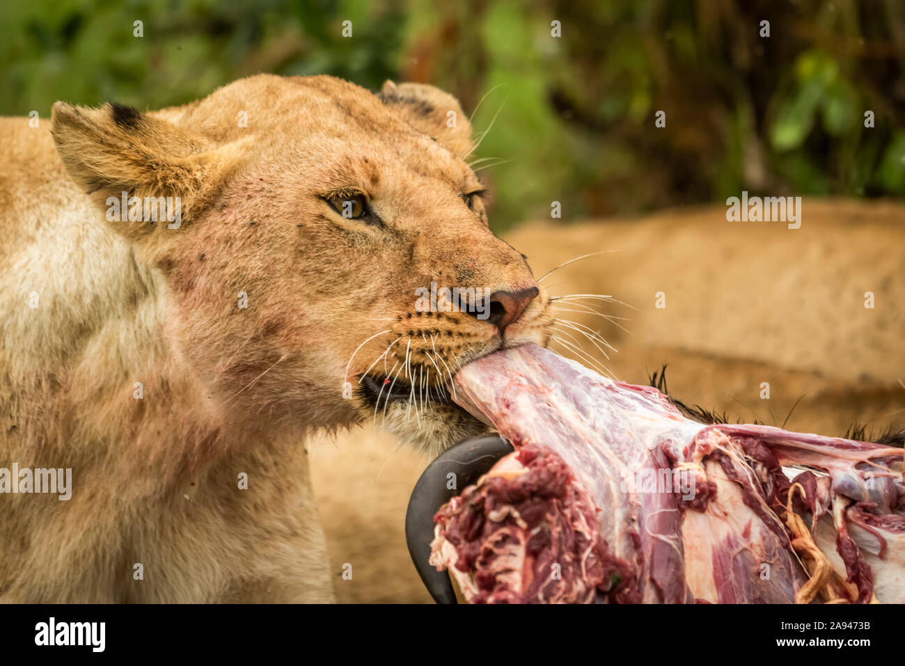 Gros plan de lioness (Panthera leo) tirant la viande de la carcasse, camp de safari des années 1920 de Cottar, réserve nationale de Maasai Mara; Kenya Banque D'Images