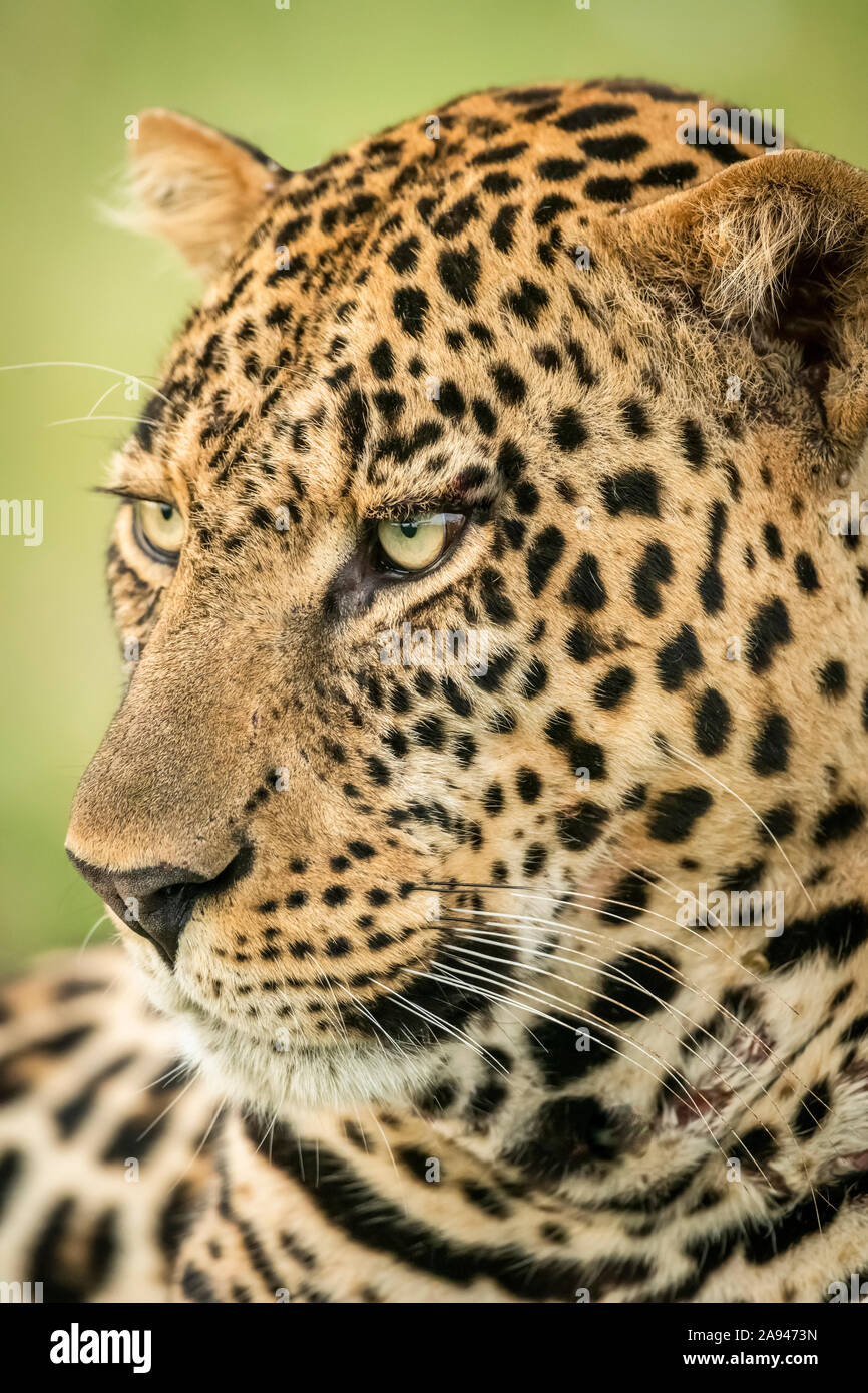 Gros plan de la tête du léopard mâle (Panthera pardus) tourné à gauche, camp de safari des années 1920 de Cottar, réserve nationale de Maasai Mara, Kenya Banque D'Images
