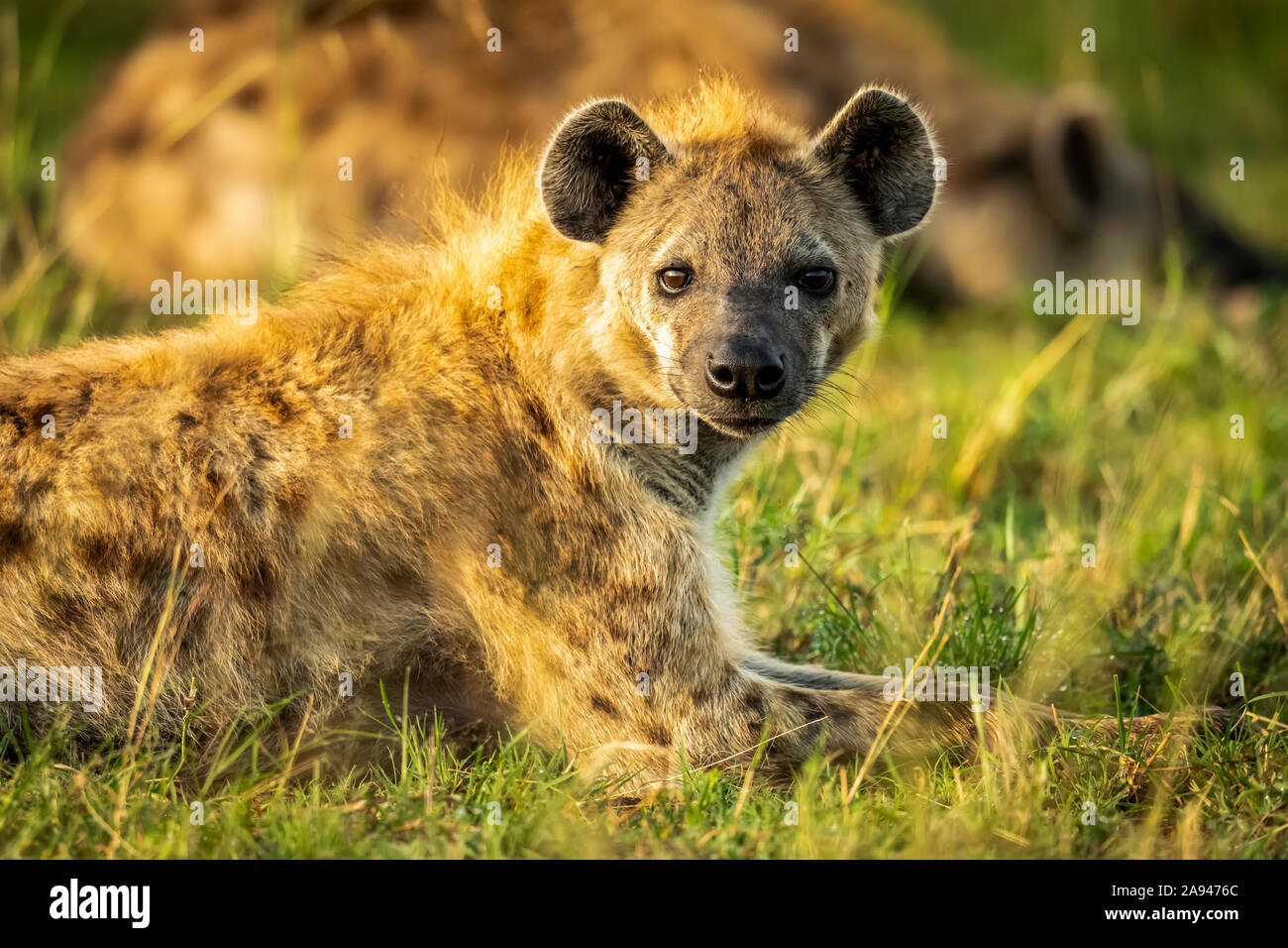 Gros plan de l'hyène tachetée (Crocuta crocuta), appareil-photo pour la chasse aux yeux, camp de safari des années 1920 de Cottar, réserve nationale de Maasai Mara, Kenya Banque D'Images