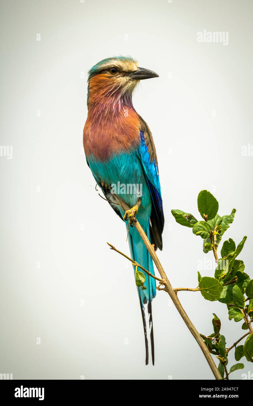 Rouleau lilas (Coracias caudatus Linnaeus) sur branche mince regardant à droite, Camp de safari des années 1920 de Cottar, Réserve nationale de Maasai Mara, Kenya Banque D'Images