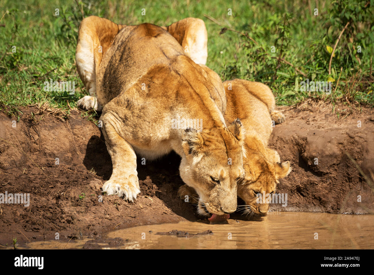 Lioness et cub (Panthera leo) buvez de la piscine boueuse, camp de safari des années 1920 de Cottar, réserve nationale de Maasai Mara, Kenya Banque D'Images