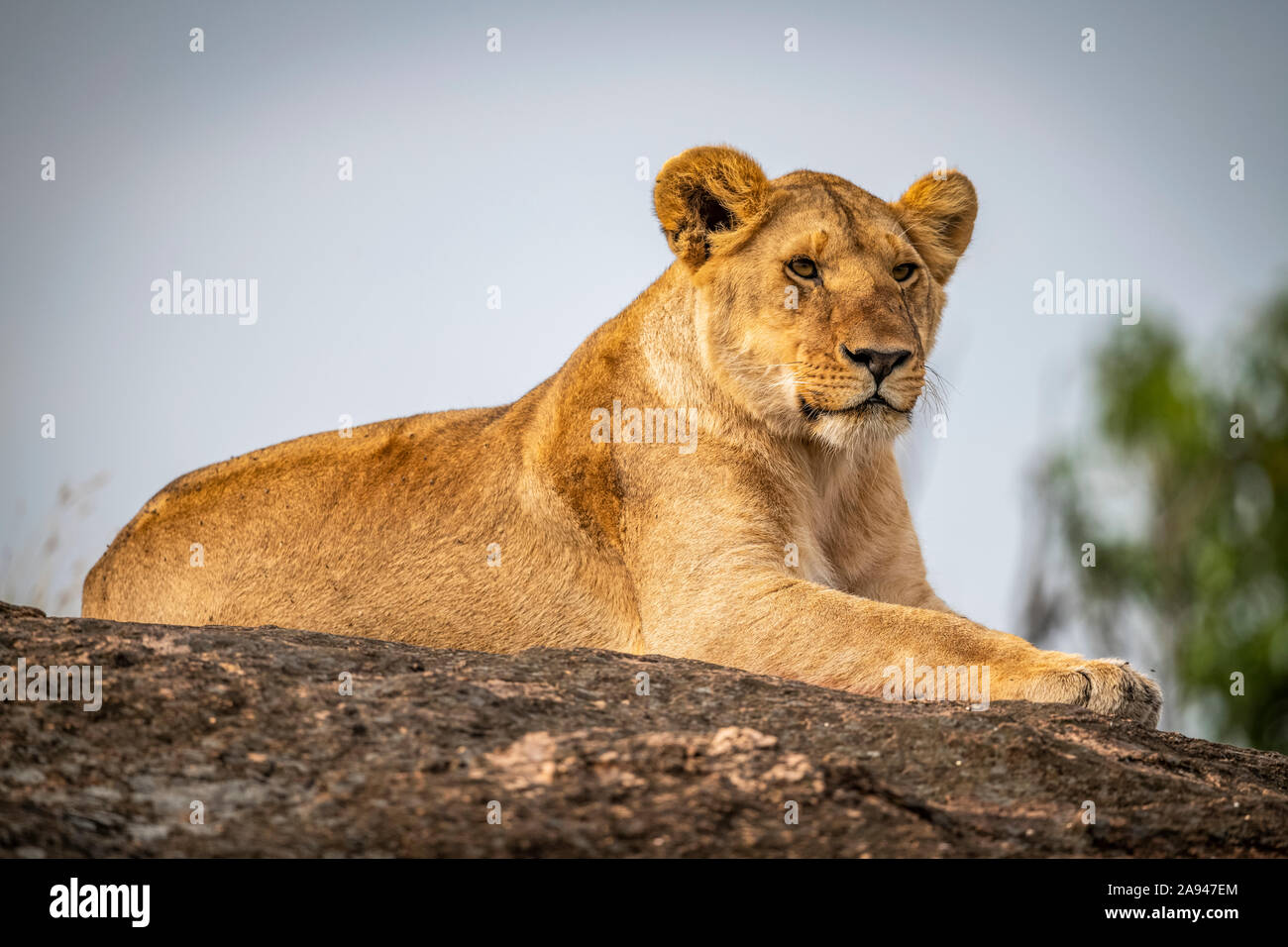 Lioness (Panthera leo) se trouve sur le rocher à l'horizon, le camp de safari des années 1920 de Cottar, réserve nationale de Maasai Mara, Kenya Banque D'Images