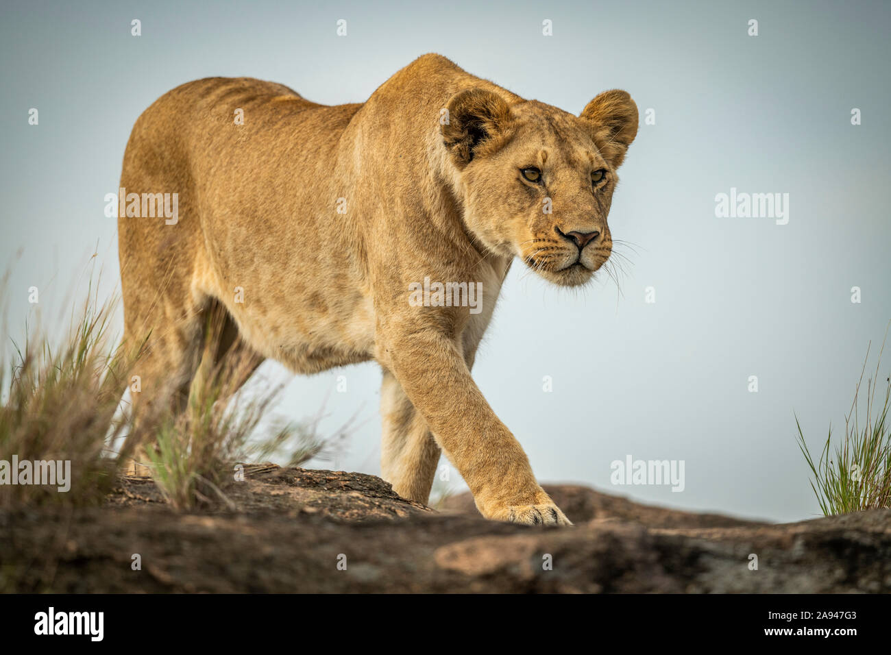 Lioness (Panthera leo) marche sur le rocher contre le ciel bleu, camp de safari des années 1920 de Cottar, réserve nationale de Maasai Mara; Kenya Banque D'Images