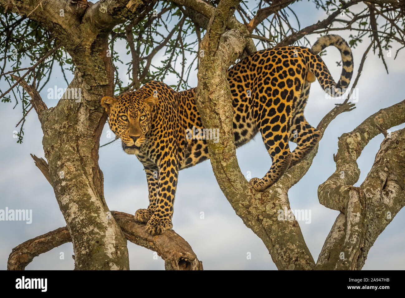 Le léopard mâle (Panthera pardus) se dresse dans un arbre qui regarde, le camp de safari des années 1920 de Cottar, réserve nationale de Maasai Mara, Kenya Banque D'Images