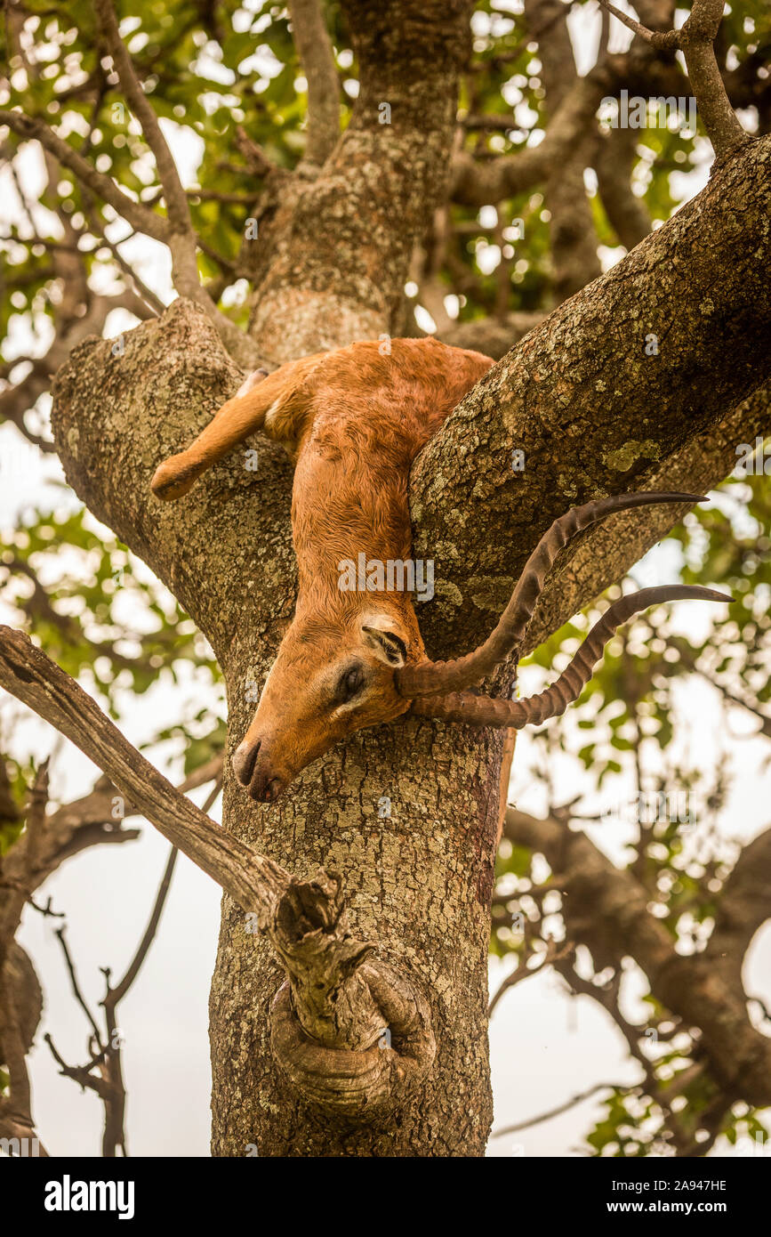 La carcasse de l'impala mâle (Aepyceros melampus) se trouve dans un arbre fourré, camp de safari des années 1920 de Cottar, réserve nationale de Maasai Mara, Kenya Banque D'Images