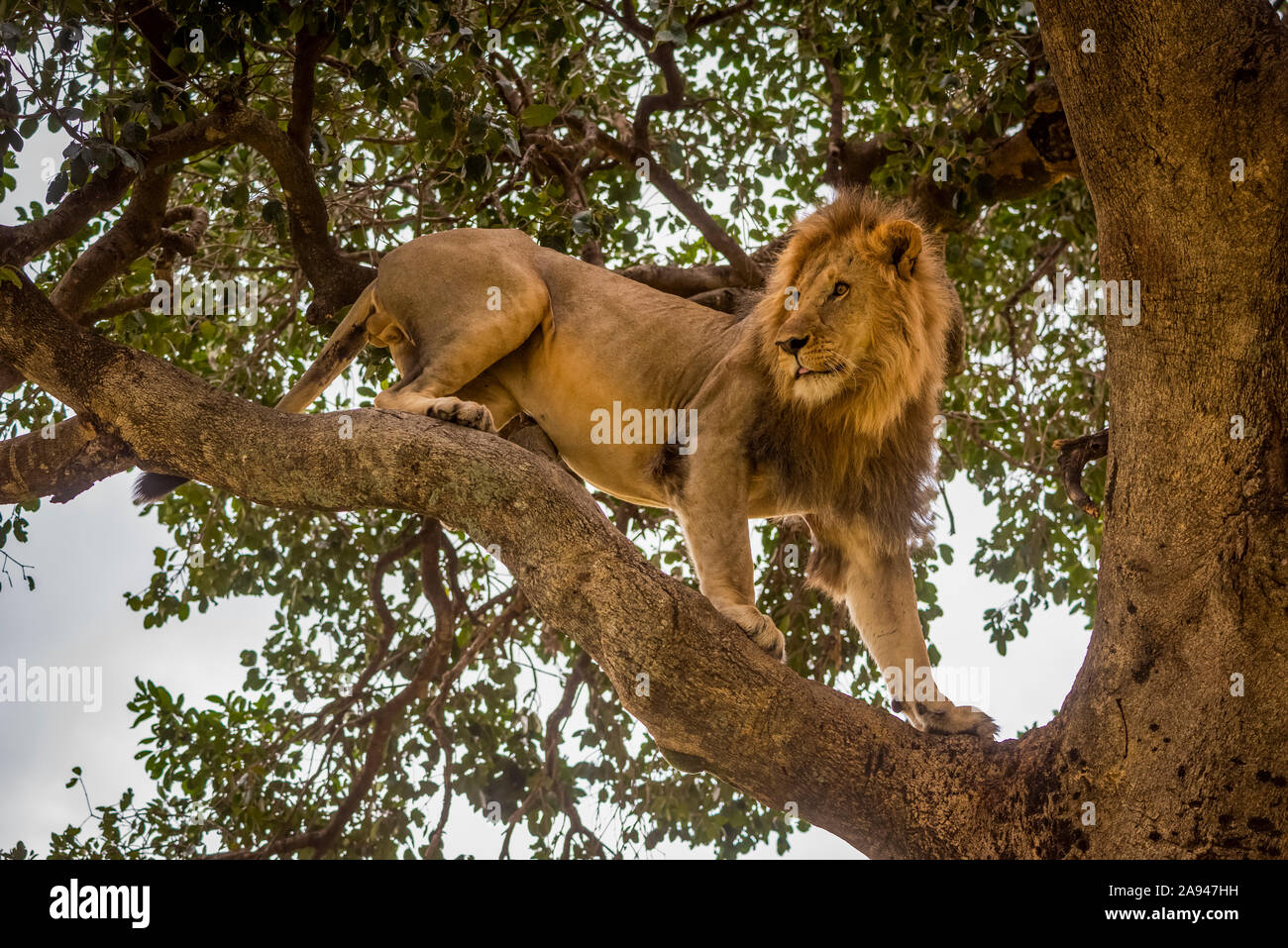 Le lion mâle (Panthera leo) se trouve sur une branche qui regarde autour du camp de safari des années 1920 de Cottar, réserve nationale de Maasai Mara, Kenya Banque D'Images