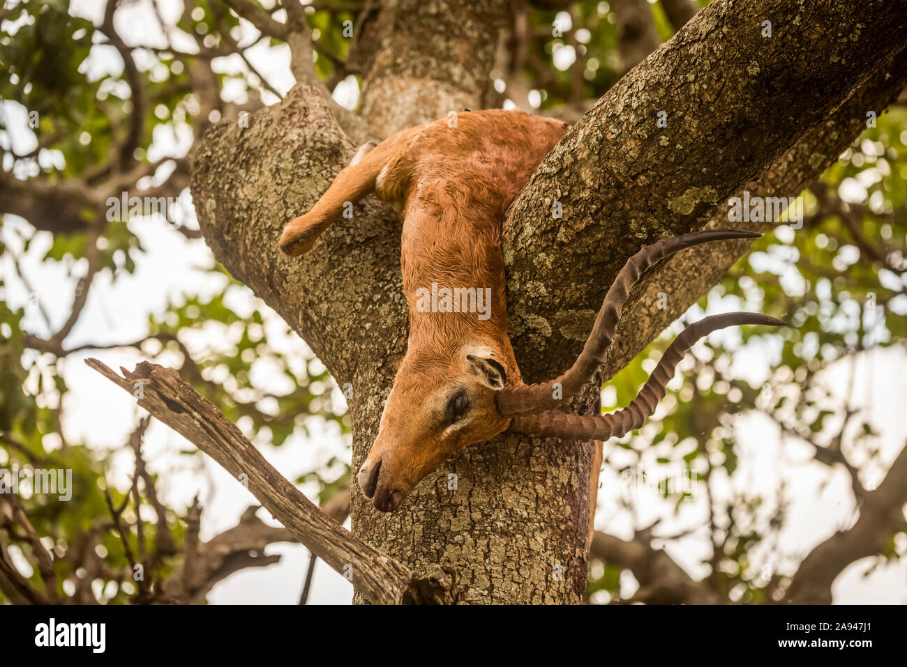 La carcasse de l'impala mâle (Aepyceros melampus) se trouve dans un arbre fourré, camp de safari des années 1920 de Cottar, réserve nationale de Maasai Mara, Kenya Banque D'Images