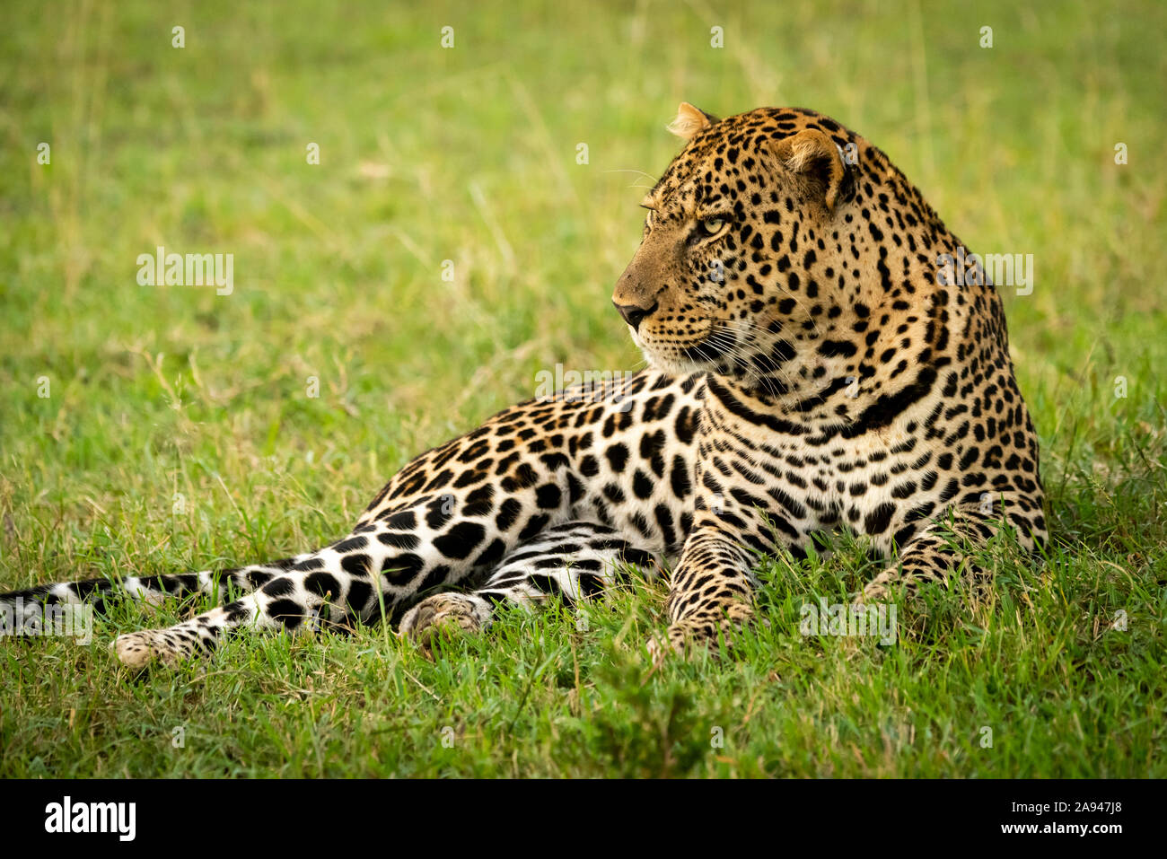 Le léopard mâle (Panthera pardus) se trouve dans l'herbe à gauche, le camp de safari des années 1920 de Cottar, la réserve nationale de Maasai Mara, Kenya Banque D'Images