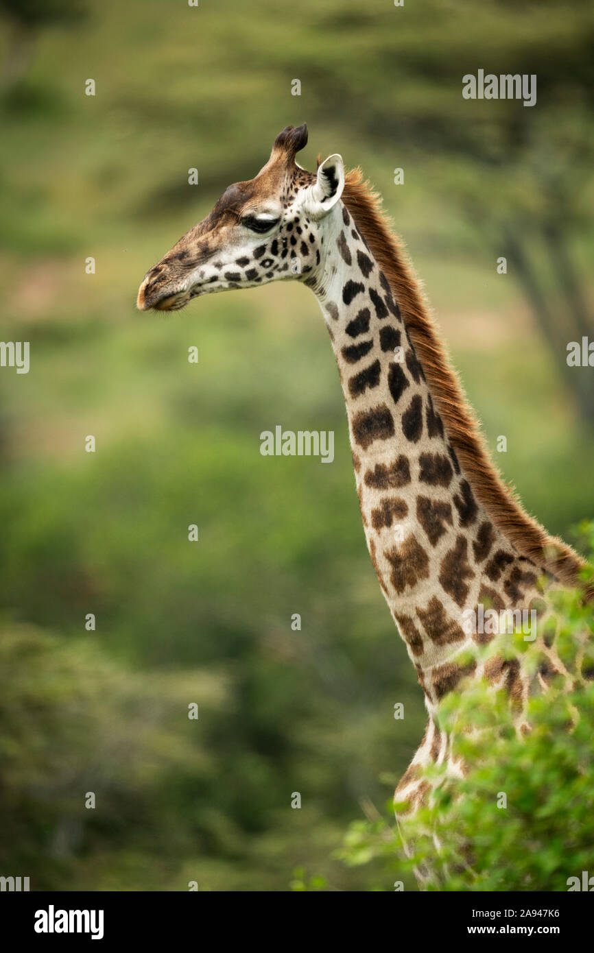 Masai girafe (Giraffa camelopardalis tippelskirchii) les pokes sortent du Bush, du camp de Klein, du parc national de Serengeti, en Tanzanie Banque D'Images