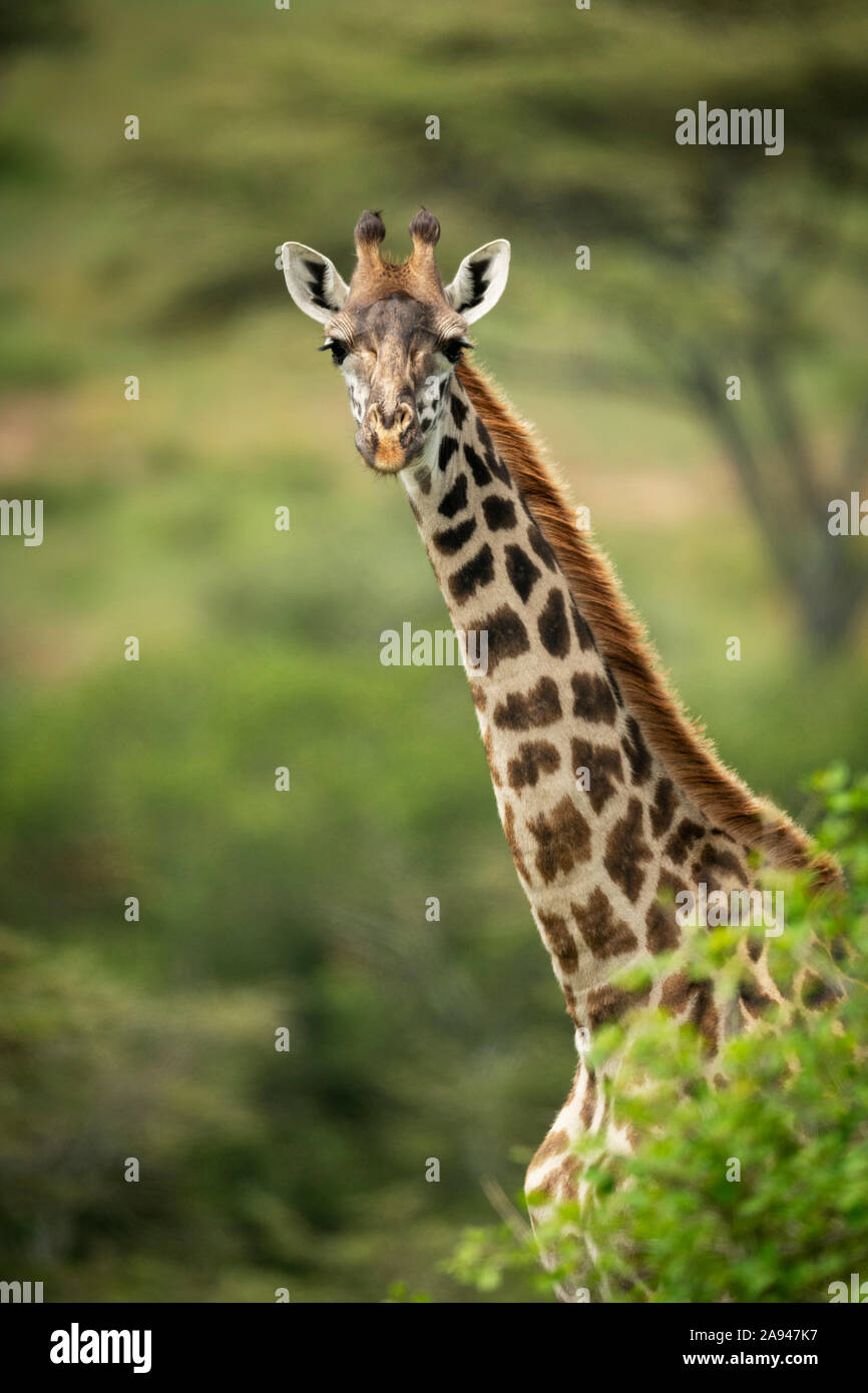 Masai girafe (Giraffa camelopardalis tippelskirchii) les pokes sortent du Bush, du camp de Klein, du parc national de Serengeti, en Tanzanie Banque D'Images