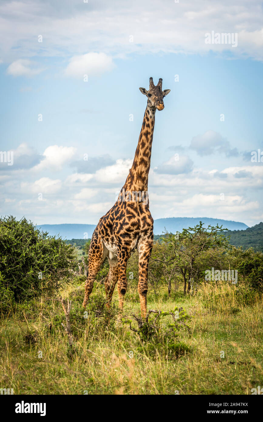 Masai girafe (Giraffa camelopardalis tippelskirchii) se dresse sur une caméra de savane, le camp de safari des années 1920 de Cottar, réserve nationale de Maasai Mara Banque D'Images