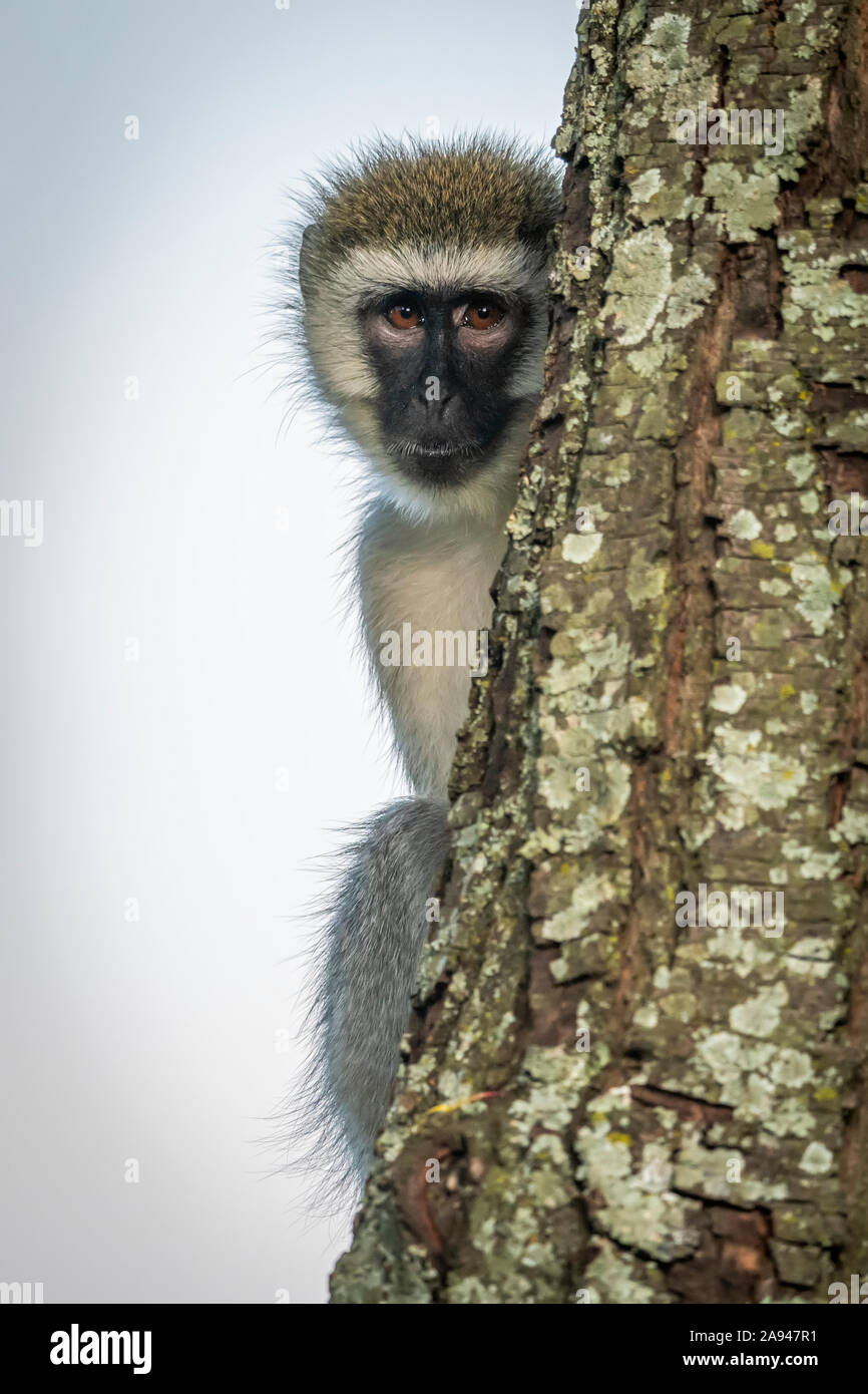 Singe vervet (Chlorocebus pygerythrus) le tronc d'arbre d'escalade joue peekaboo, camp de safari des années 1920 de Cottar, réserve nationale de Maasai Mara; Kenya Banque D'Images