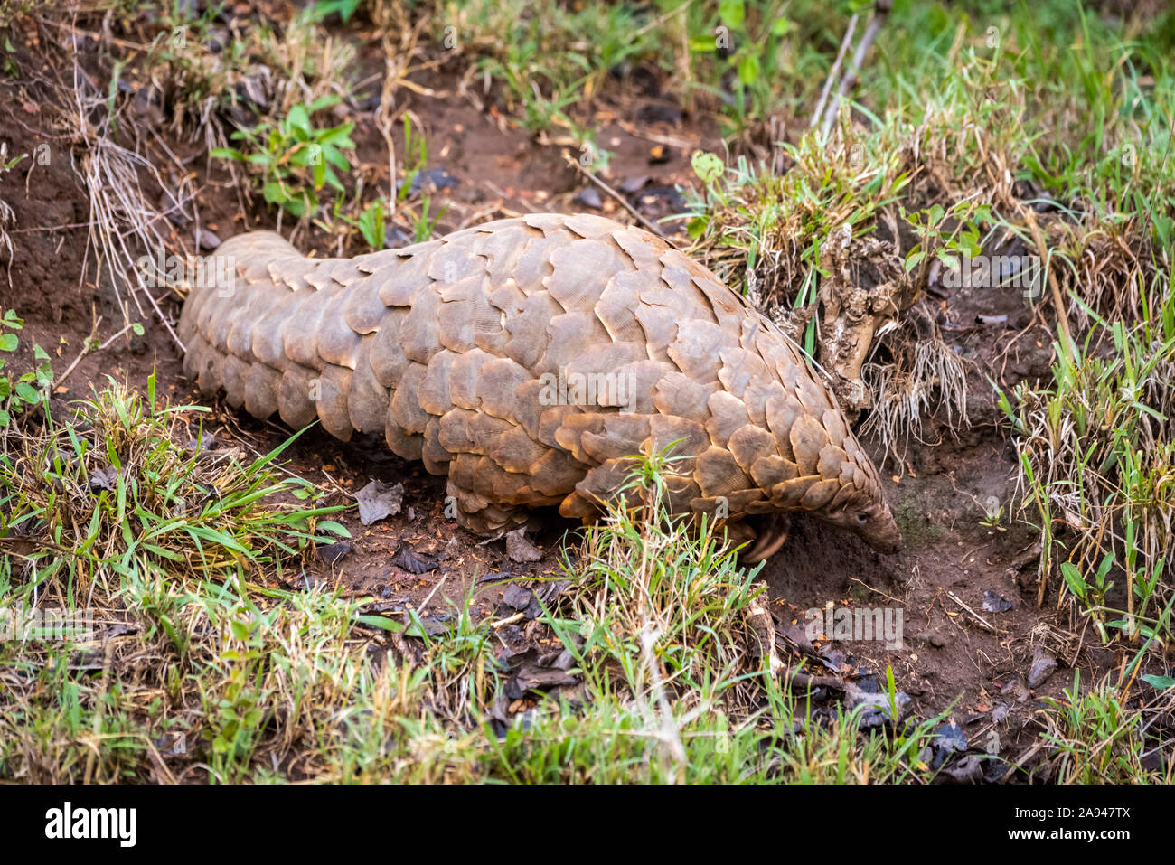 Pangolin (Smutsia temminckii) se promène à l'ombre sur une rive herbeuse, dans le camp de safari des années 1920 de Cottar, dans la réserve nationale de Maasai Mara, au Kenya Banque D'Images