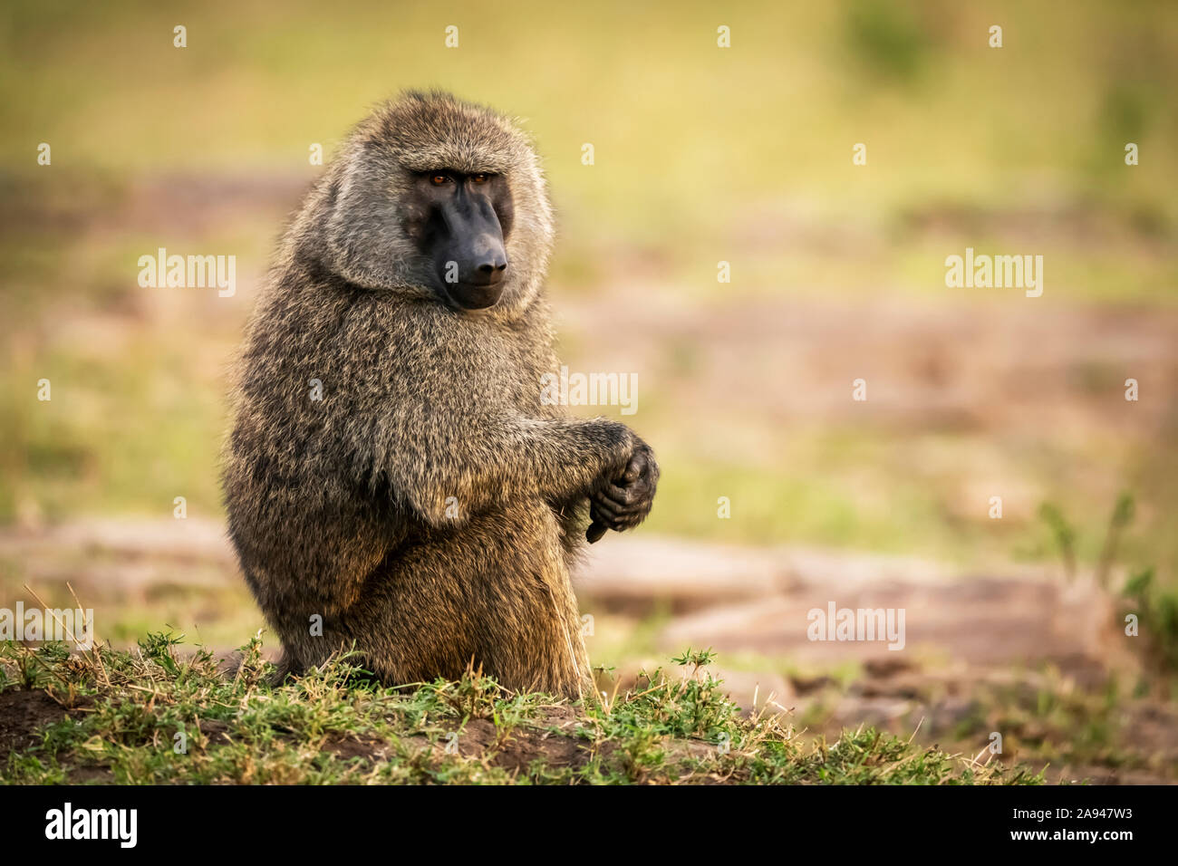 Le babouin d'olive se trouve sur les mains de palpage d'herbe, camp de safari de Cottar dans les années 1920, réserve nationale de Maasai Mara, Kenya Banque D'Images