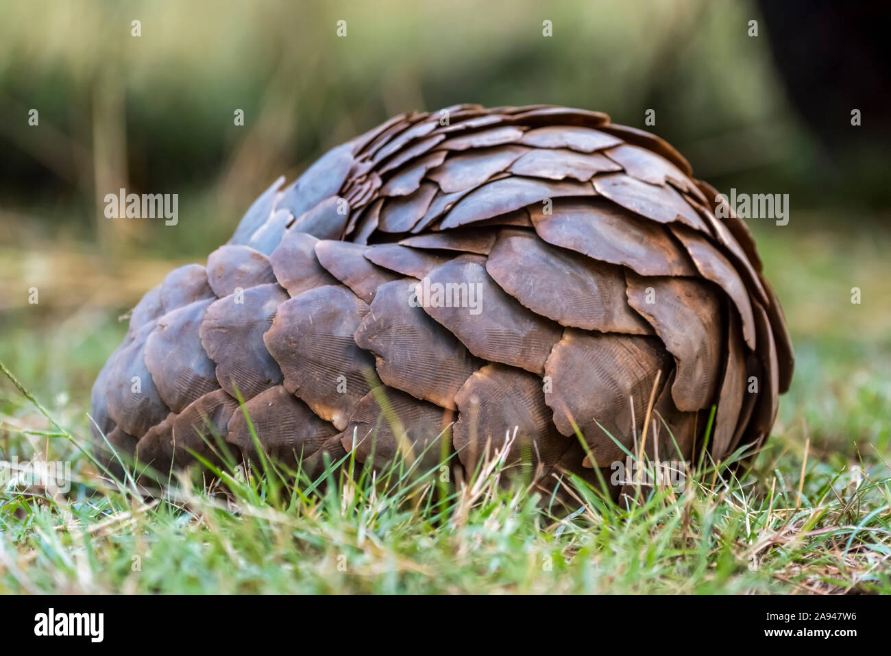 Pangolin (Smutsia temminckii) a roulé dans le ballon en herbe courte, camp de safari des années 1920 de Cottar, réserve nationale de Maasai Mara; Kenya Banque D'Images