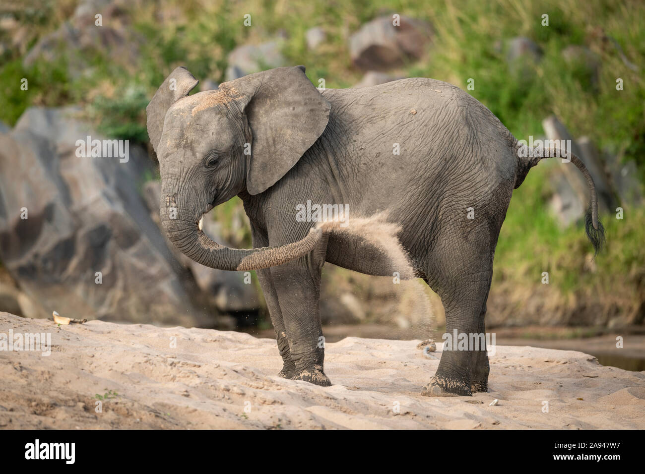 Jeune éléphant de brousse africain (Loxodonta africana) en profitant d'un bain de sable, camp de safari des années 1920 de Cottar, réserve nationale de Maasai Mara, Kenya Banque D'Images