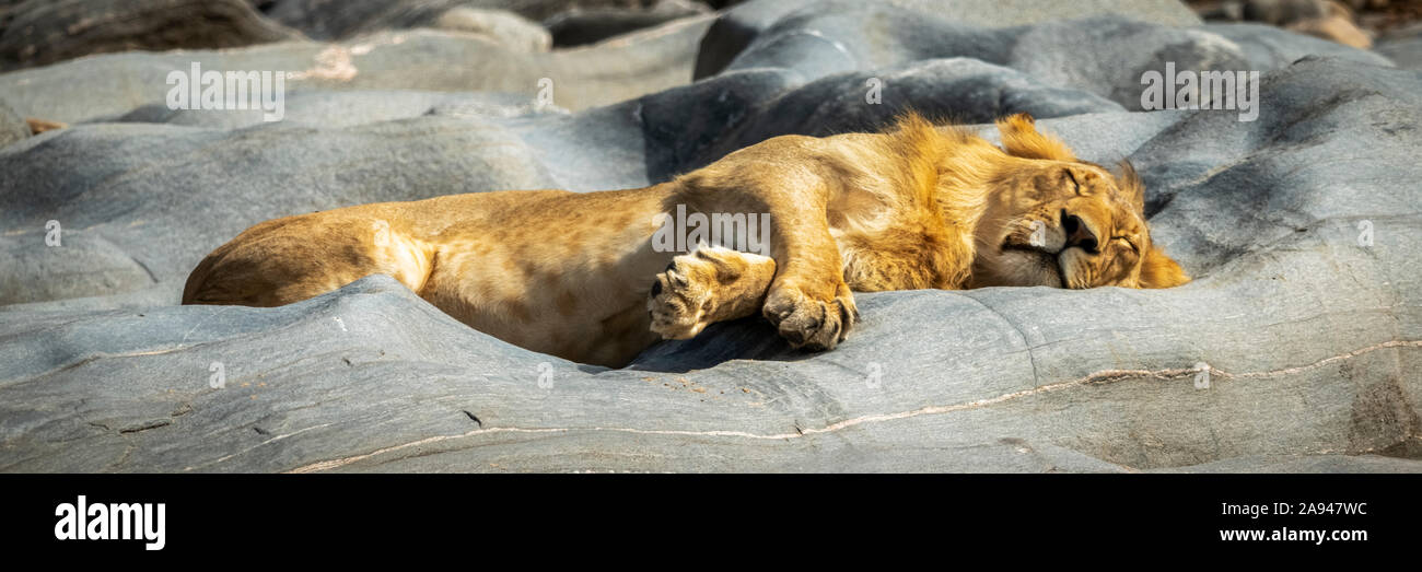 Panorama du jeune lion mâle (Panthera leo) endormi, Camp de safari des années 1920 de Cottar, Réserve nationale de Maasai Mara; Kenya Banque D'Images