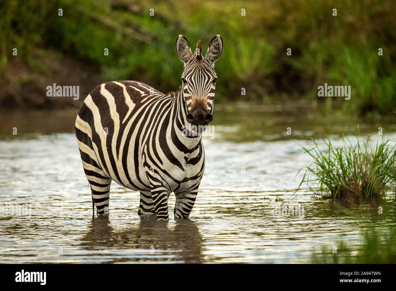 Le zèbre des plaines (Equus quagga) se trouve dans la caméra de la piscine, le camp de safari des années 1920 de Cottar, réserve nationale de Maasai Mara, Kenya Banque D'Images