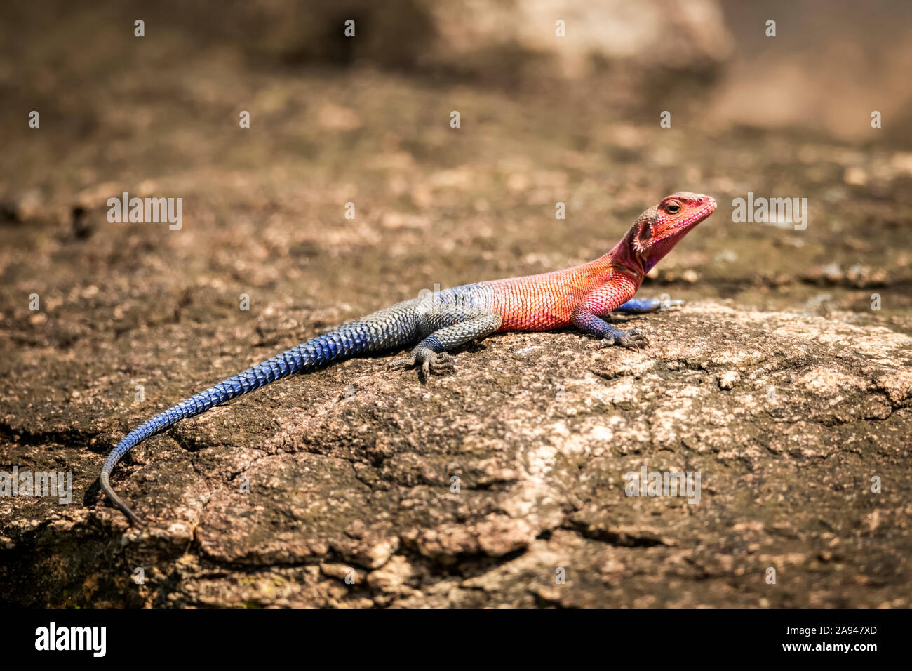 Spider-Man agama (Agama mwanzae) se trouve sur le rocher au soleil, dans le camp de safari des années 1920 de Cottar, dans la réserve nationale de Maasai Mara, au Kenya Banque D'Images