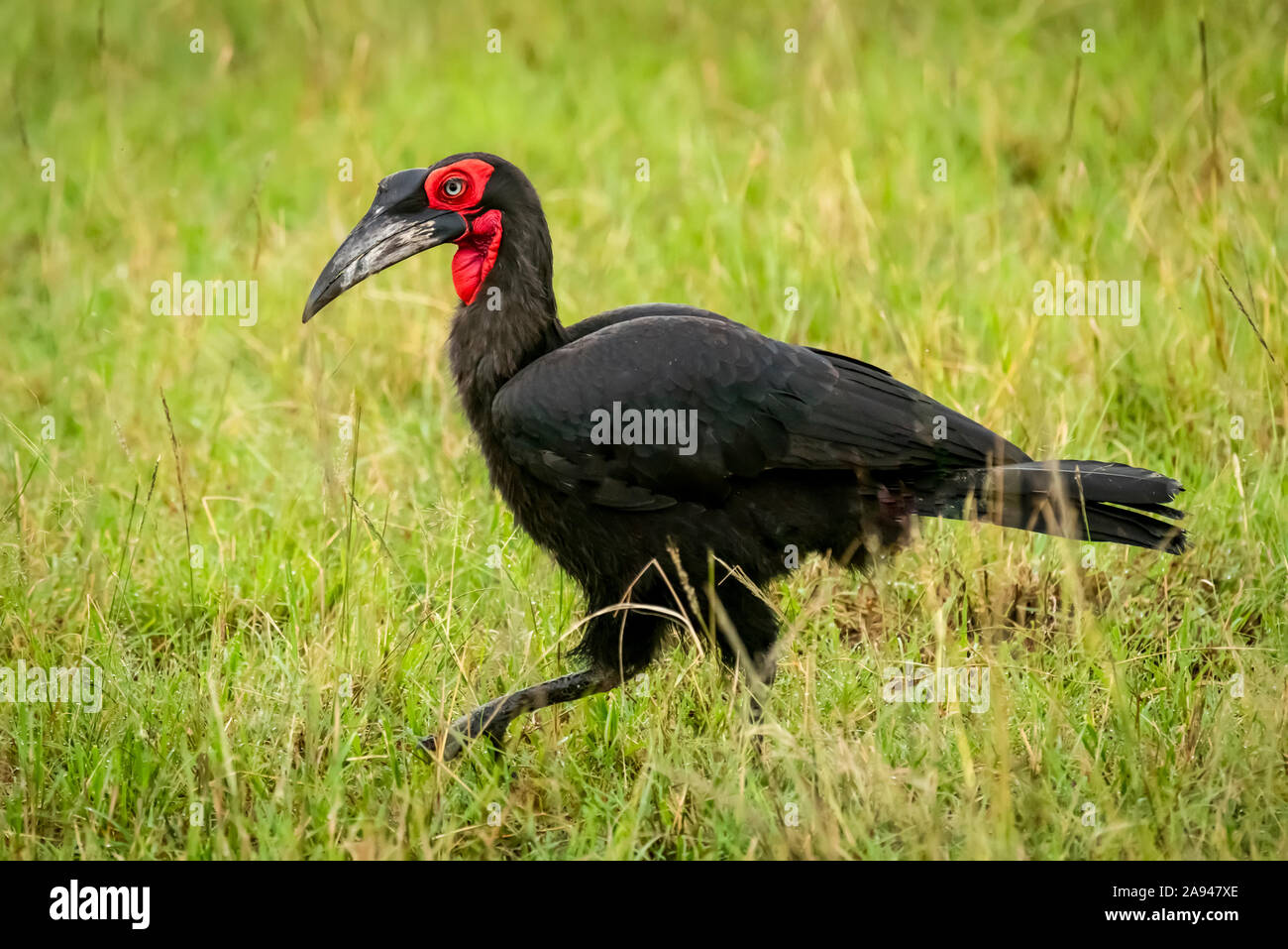 Le charme sudiste (Bucorvus leadbeateri) traverse de longues graminées, le camp de safari des années 1920 de Cottar, la réserve nationale de Maasai Mara, au Kenya Banque D'Images