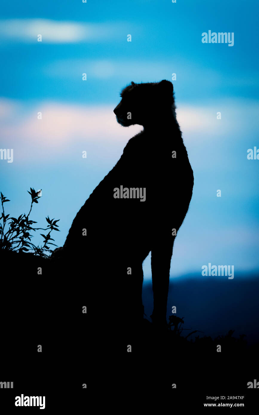 Silhouette de guépard femelle (Acinonyx jubatus), vue sur les collines, Camp de safari des années 1920 de Cottar, Réserve nationale de Maasai Mara, Kenya Banque D'Images