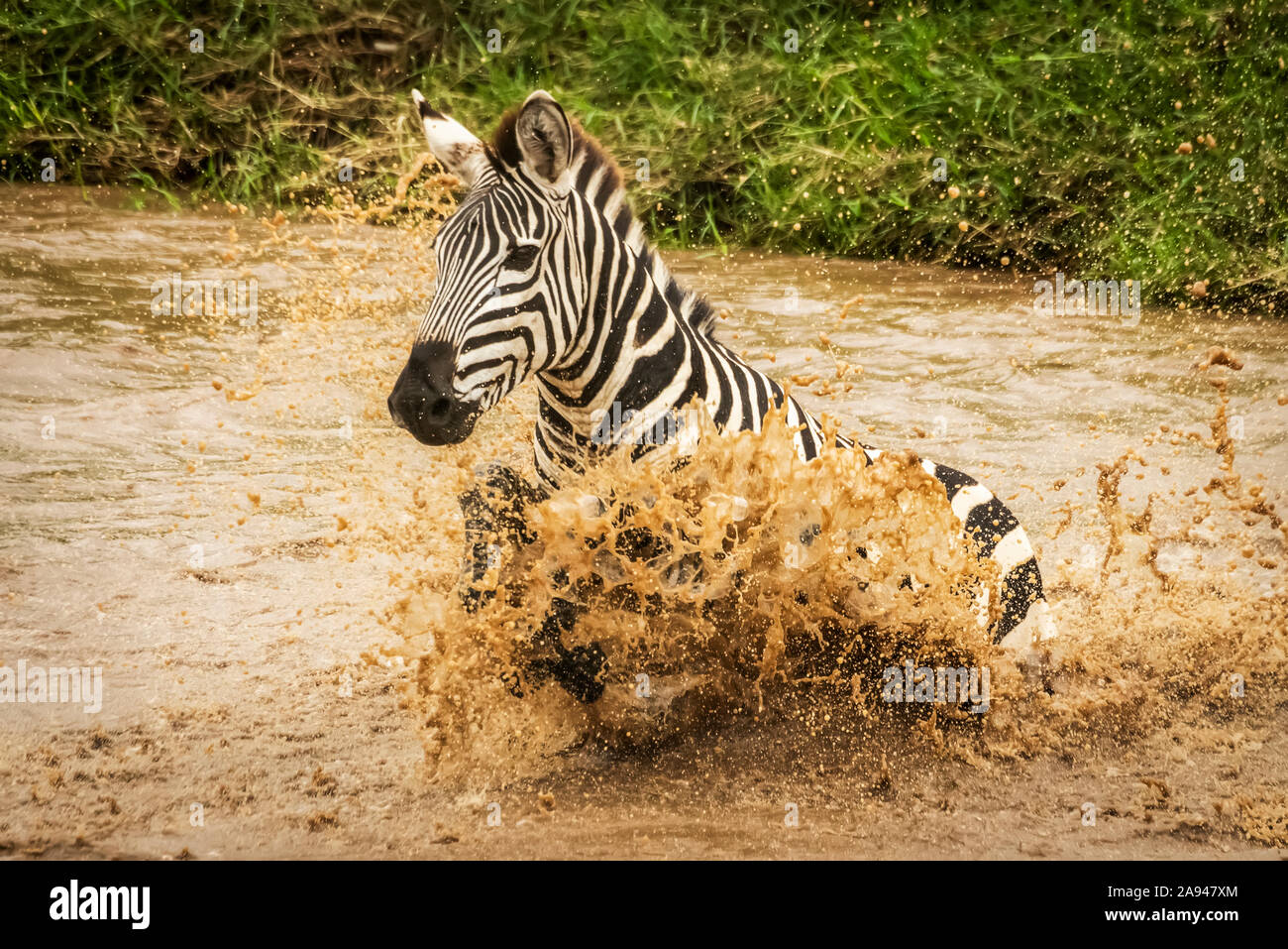 Le zèbre des plaines (Equus quagga) lutte en pulvérisation à travers la rivière, camp de safari des années 1920 de Cottar, réserve nationale de Maasai Mara, Kenya Banque D'Images
