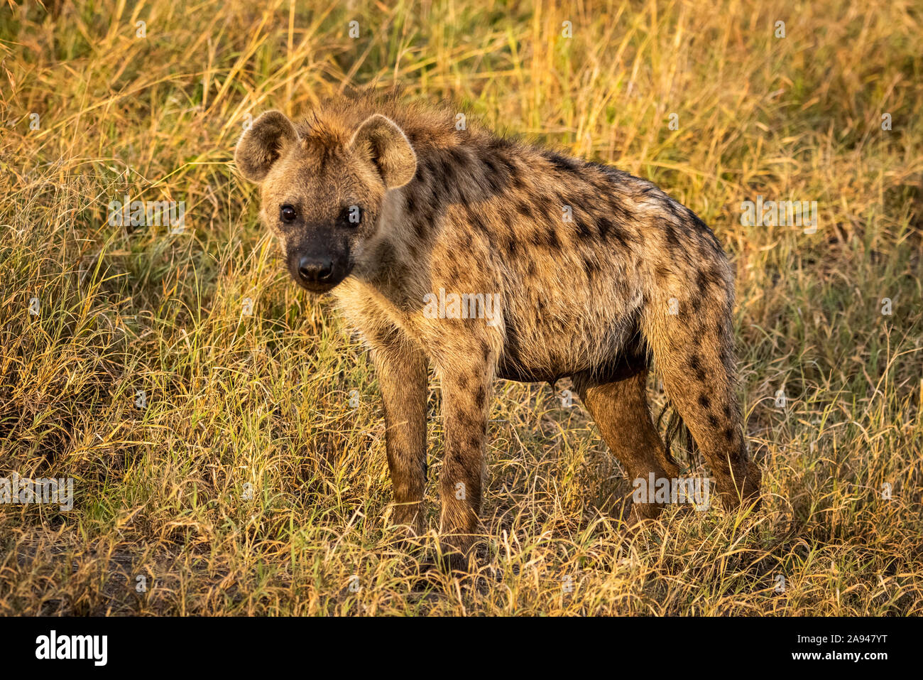 La hyène tachetée (Crocuta crocuta) regarde directement la caméra, le camp de safari des années 1920 de Cottar, réserve nationale de Maasai Mara, Kenya Banque D'Images