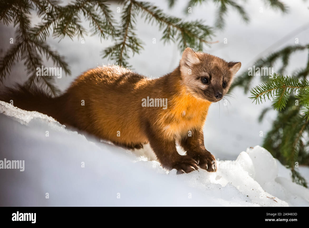 La martre d'Amérique (Martes americana) est située sur une banque de neige sous les branches de conifères; Silver Gate, Montana, États-Unis d'Amérique Banque D'Images