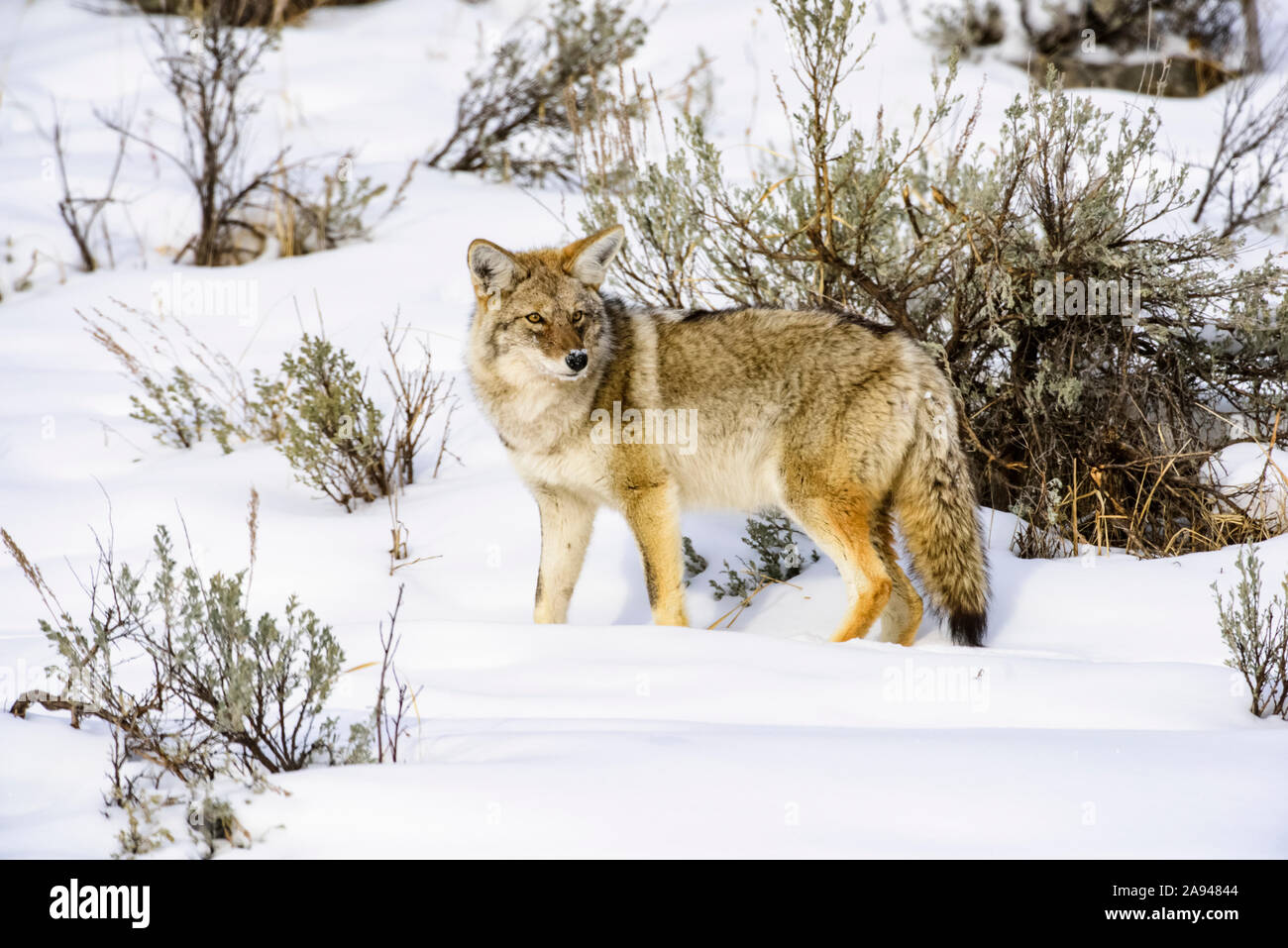 Coyote (Canis latrans) debout dans un pré enneigé lors d'une journée d'hiver ensoleillée dans le parc national de Yellowstone; Wyoming États-Unis d'Amérique Banque D'Images