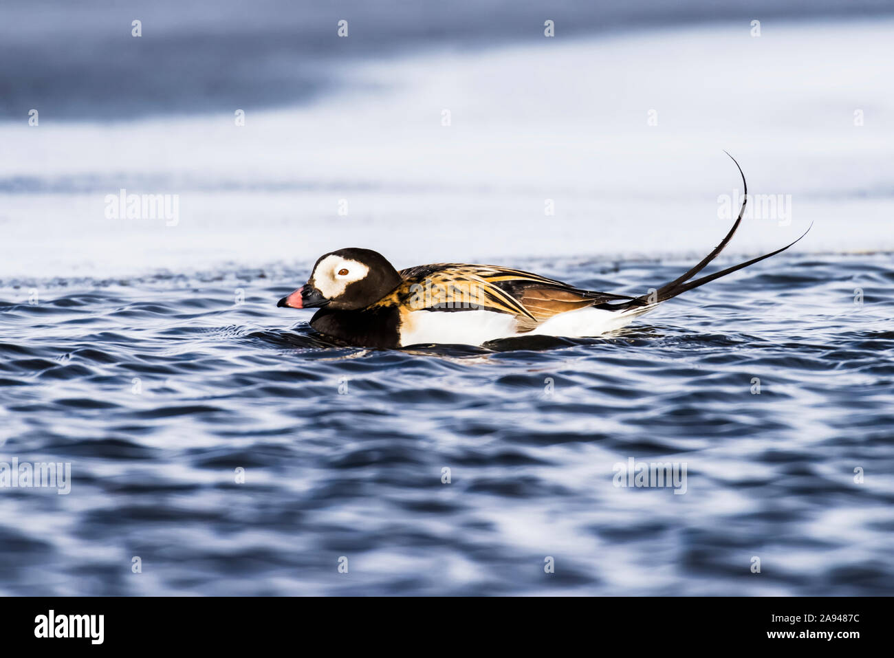 Canard à queue longue mâle (Clangula hyemalis) En reproduisant le plumage nageant dans un étang glacé près d'Utqiagvik (Anciennement Barrow) sur le versant nord de l'Alaska Banque D'Images