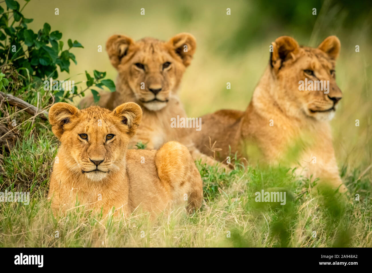 Trois gros-lions (Panthera leo) sont encadrés par des buissons, le camp de safari des années 1920 de Cottar, réserve nationale de Maasai Mara, Kenya Banque D'Images
