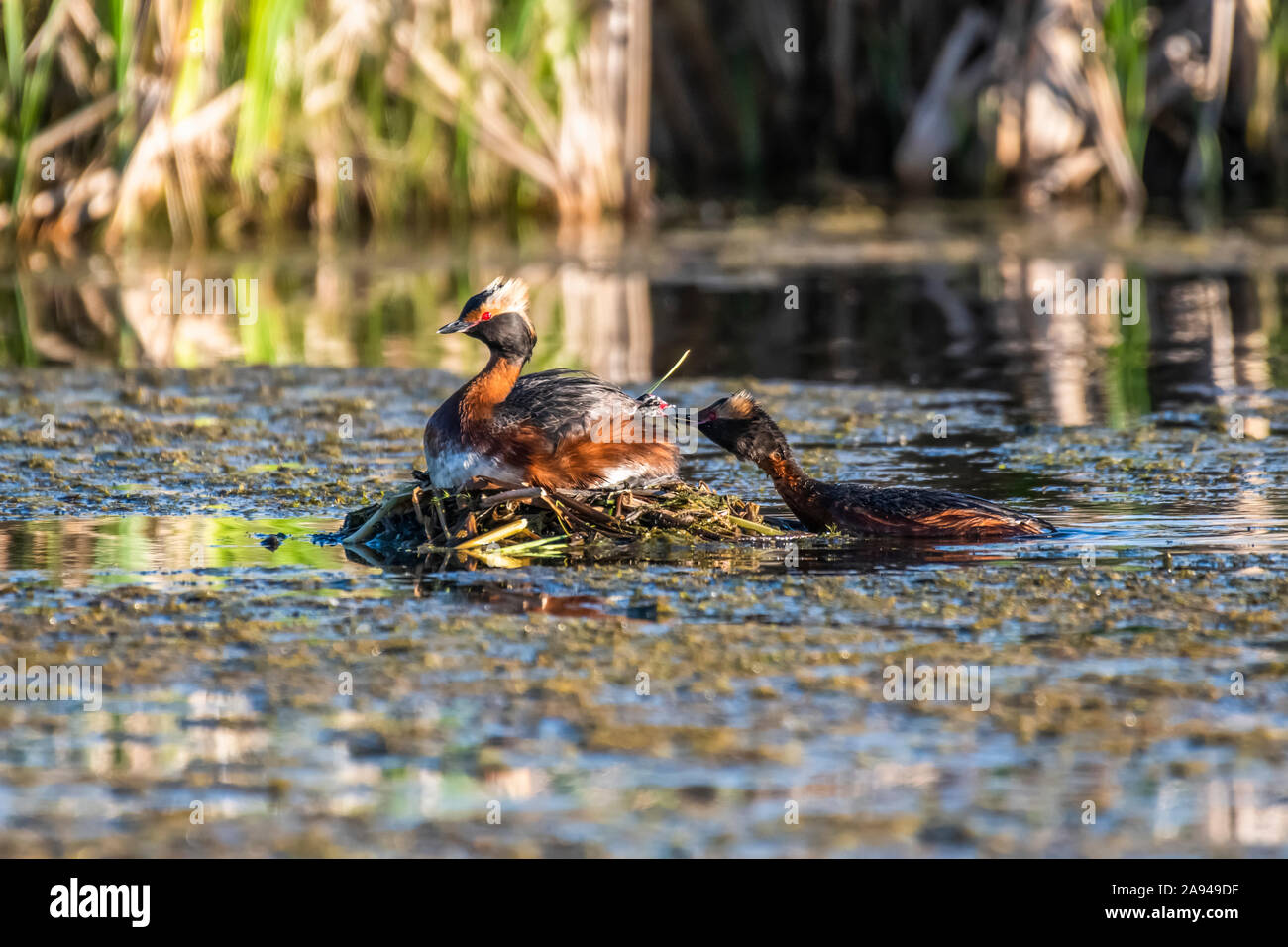 Grebe à cornes (Podiceps auritus) apporte de la nourriture à mâcher sur l'arrière de l'autre adulte Assis sur son nid dans un étang près de Fairbanks Banque D'Images