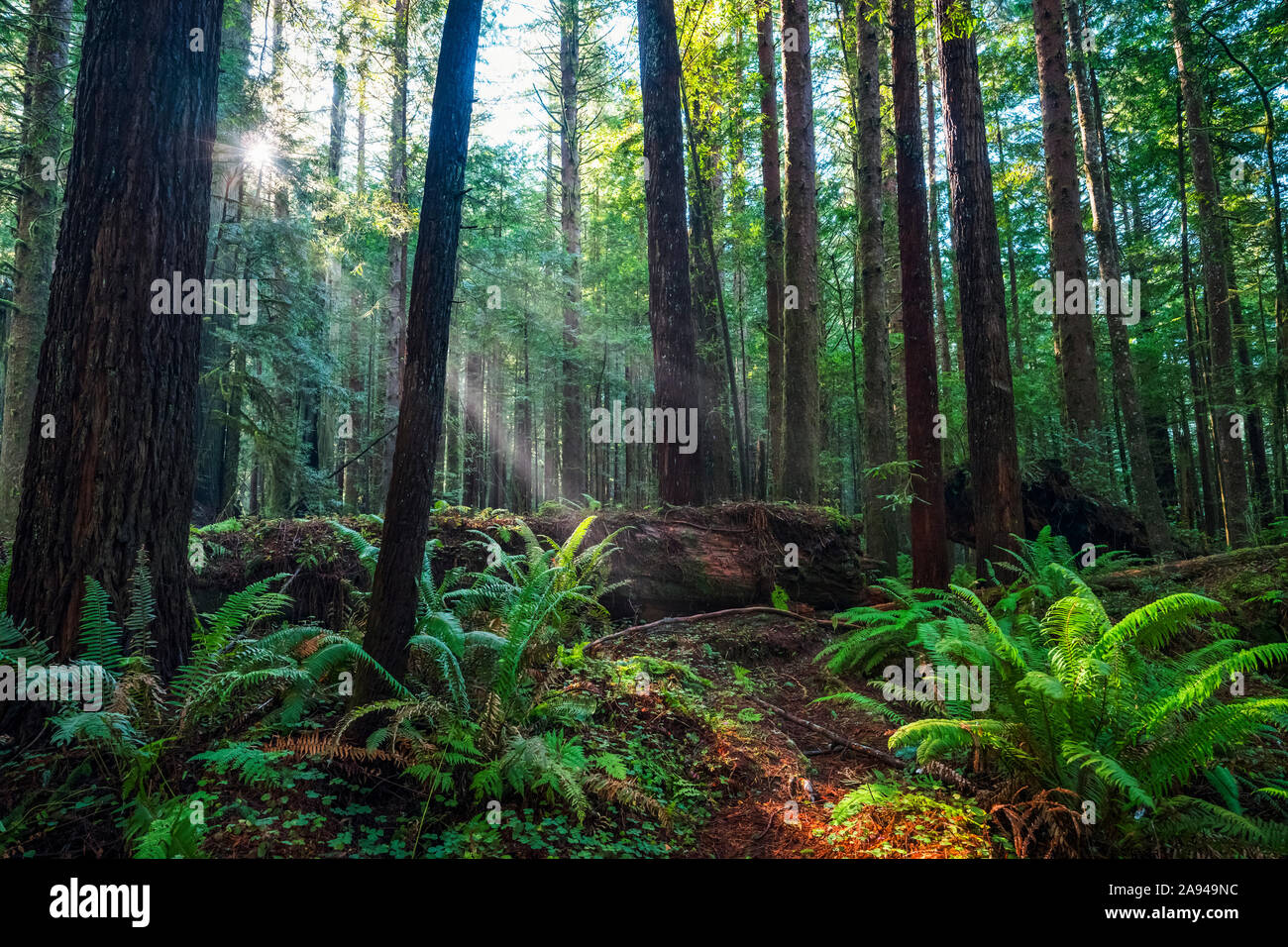 Forêts et arbres de la forêt de séquoias dans le nord de la Californie.Le nom latin est Sequoioioioideae et on pense en grande partie qu'il s'agit des arbres les plus hauts... Banque D'Images